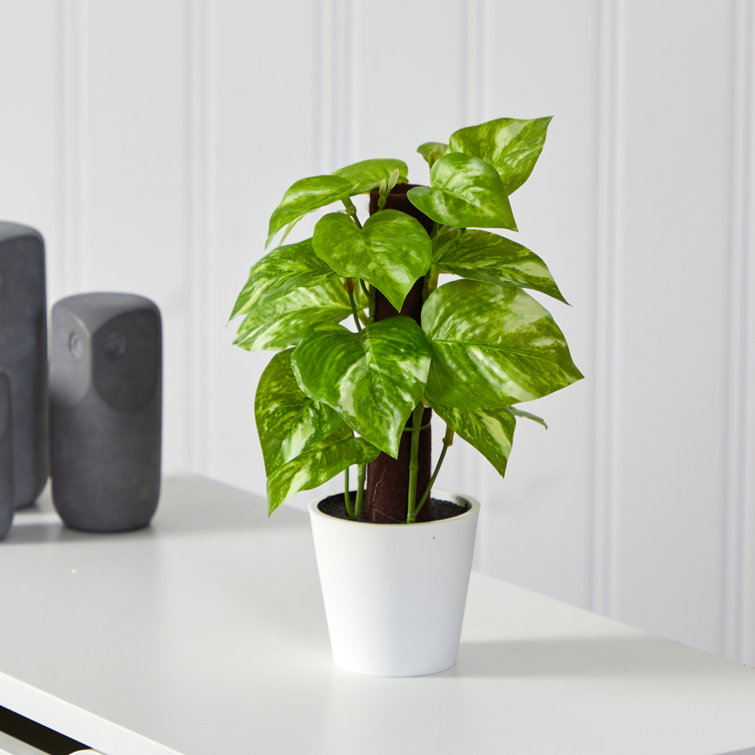 Primrue 9'' Faux Pothos Plant in Planter Wayfair